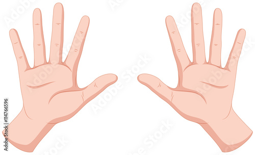 Human hands on white background
