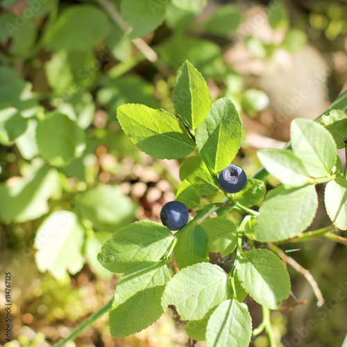 forest fresh blueberries/ Forest blueberries growing on a bush in the summer in the woods 