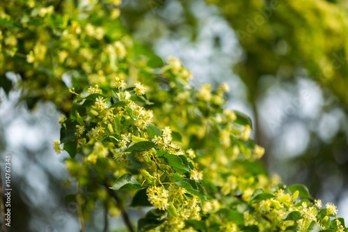 Blooming branches of lime tree (Tilia cordata)