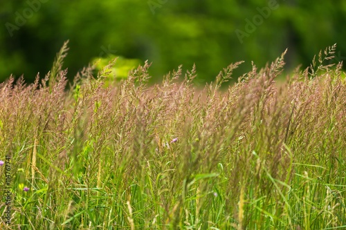 Beautiful blooming grass in summer photo