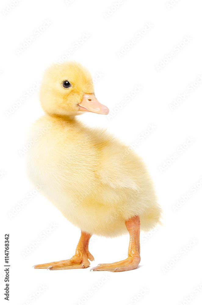 Duckling standing isolated on white background Duckling standing isolated on white background