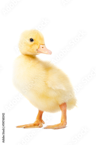 Duckling standing isolated on white background