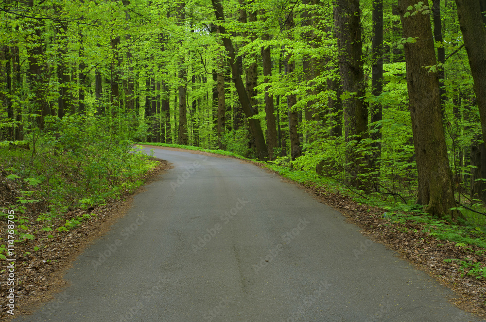 Naklejka premium Asphalt road through the forest