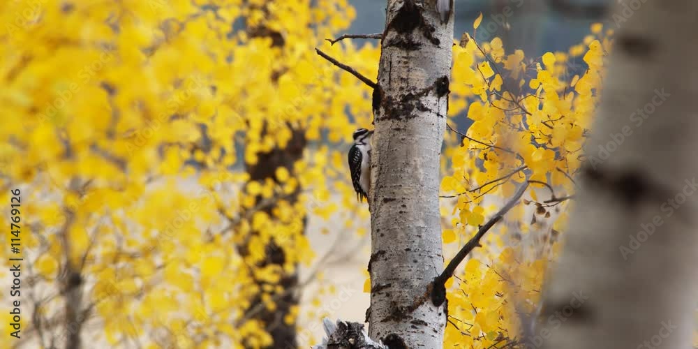 Woodpecker pecking holes in aspen tree trunk searching for food
