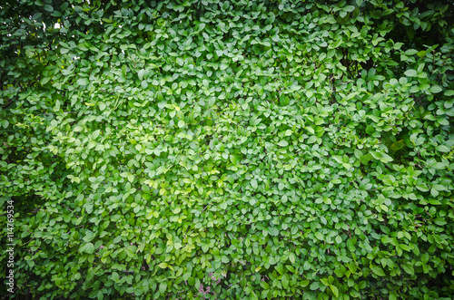 Green leaf fresh nature background