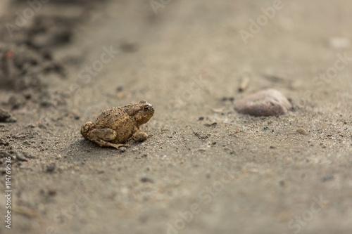 Wild brown toad walking on sand