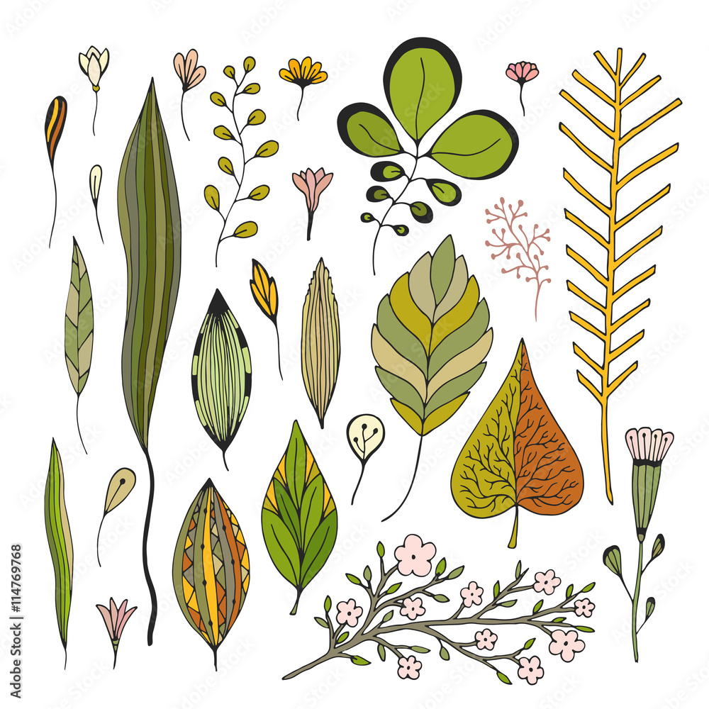 Fototapeta premium Leaves hand drawn vector images. Illustration autumn set for decoration