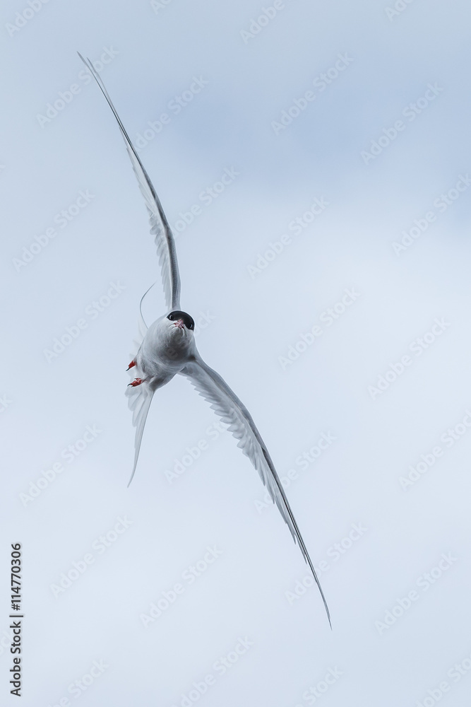 Common Tern or arctic tern in flight Common Tern or arctic tern in flight