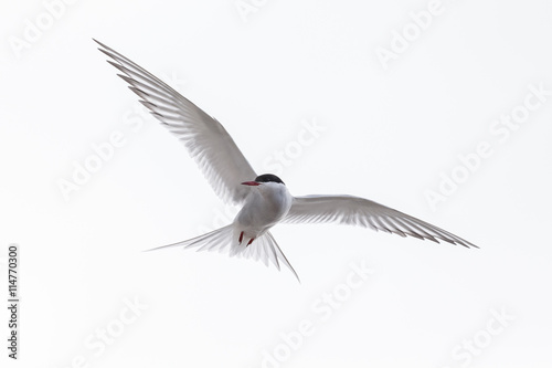 Common Tern or arctic tern in flight