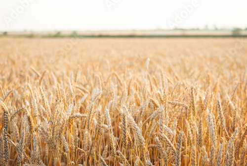 Yellow wheat field at the sunset of the sunny summer day