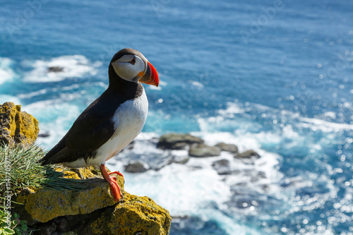 Canvas Print Puffin taken at the cliffs of Latrabjarg Iceland