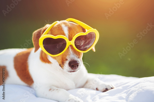 Fototapeta Naklejka Na Ścianę i Meble -  Dog sunning in glasses, hidden eyes, soft focus.