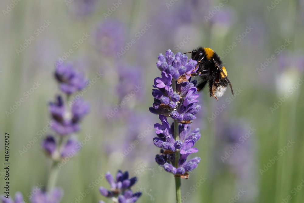 Bumblebee on lavender Bumblebee on lavender