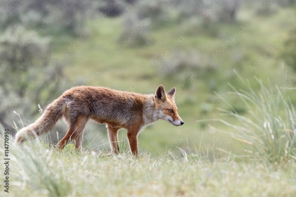 Fototapeta premium Red fox in nature on a sunny day