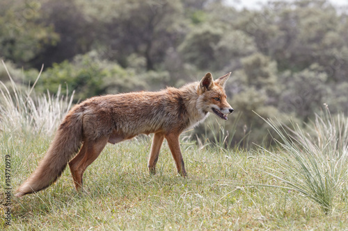 Fototapeta Naklejka Na Ścianę i Meble -  Red fox in nature on a sunny day