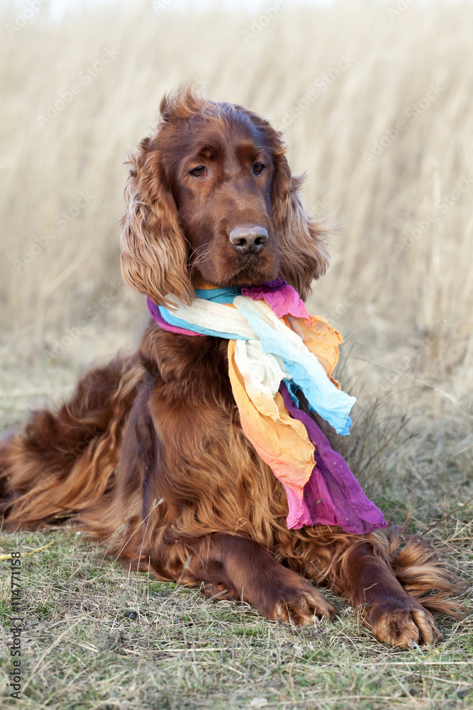 Funny Irish Setter dog with scarf
