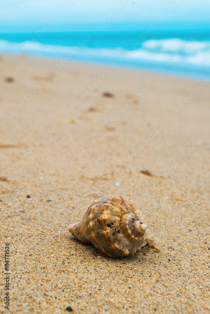 Sea shell rapan on the tropical sand beach Sea shell rapan on the tropical sand beach