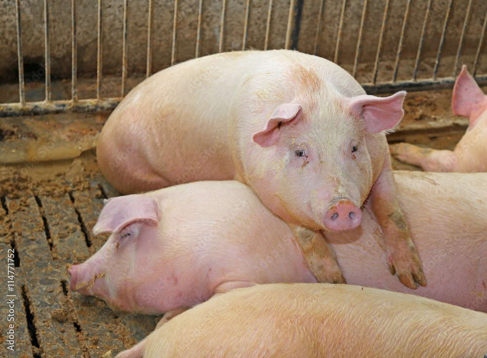 fat pig leaning over the back of another pig in the breeding of fat pig leaning over the back of another pig in the breeding of