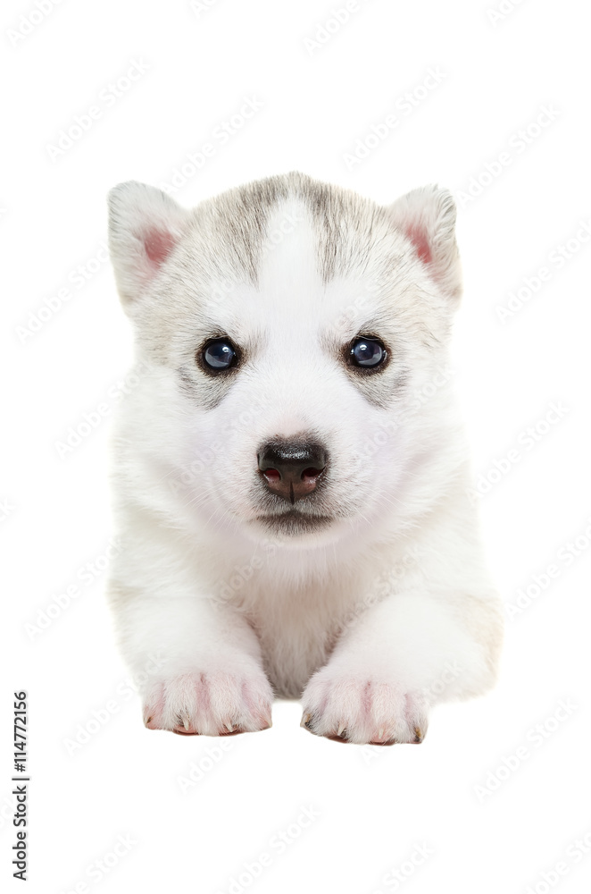 Cute puppy breed Husky