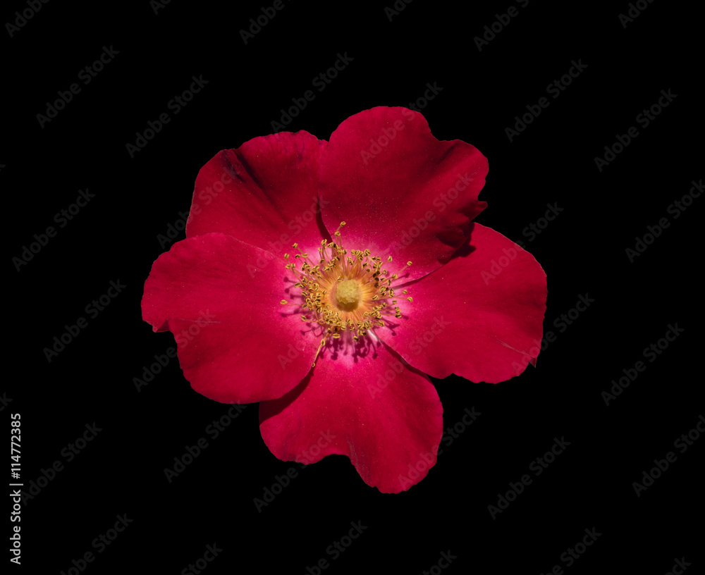 Flower garden roses, isolated on a black background. Flower garden roses, isolated on a black background.
