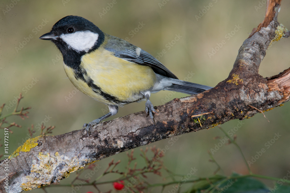 Bird in wildlife Bird in wildlife