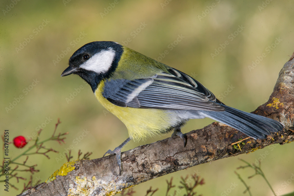 Naklejka premium Bird in wildlife