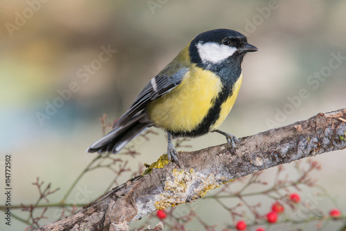 Bird in wildlife