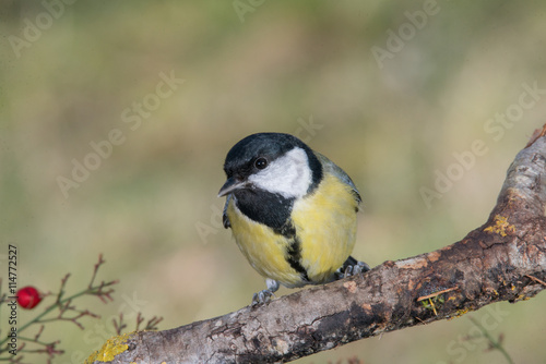 Bird in wildlife