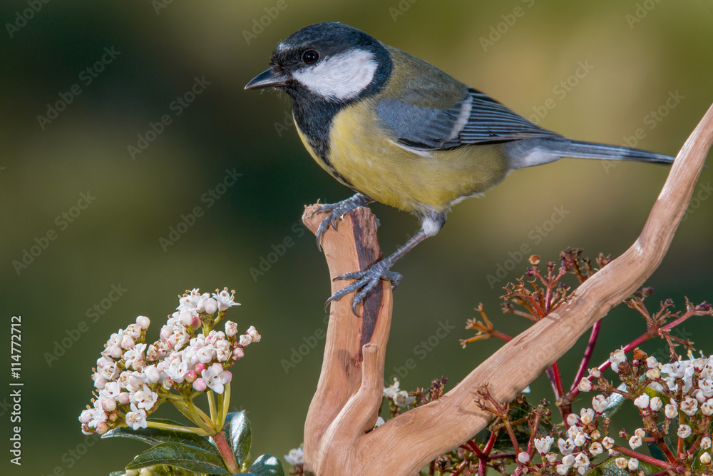 Fototapeta premium Bird in wildlife