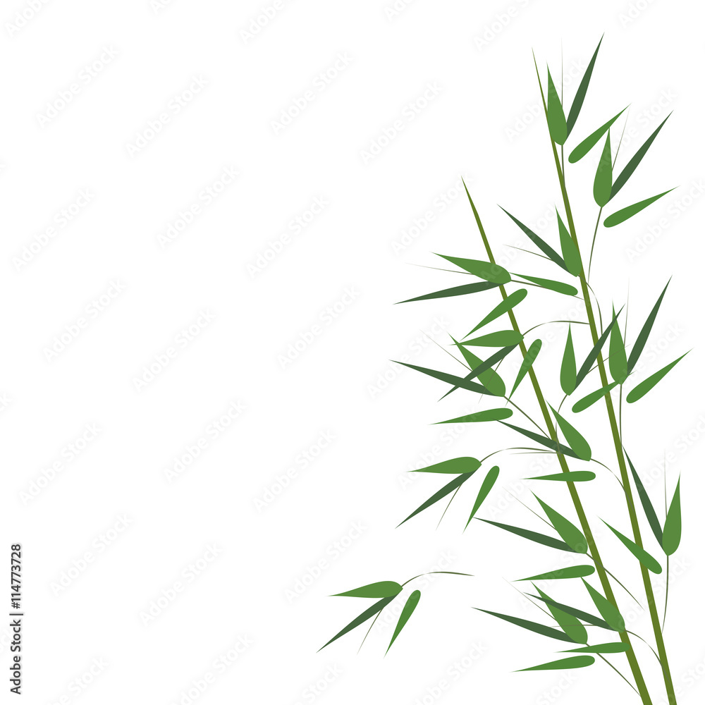 Bamboo sprouts. Hand drawn vector illustration on white background