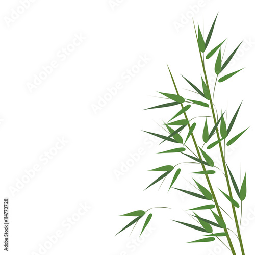Bamboo sprouts. Hand drawn vector illustration on white background