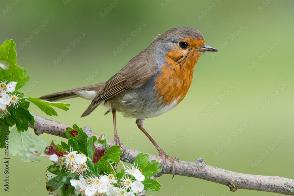 Bird in wildlife Bird in wildlife