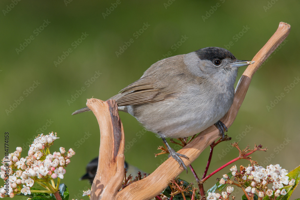 Fototapeta premium Bird in wildlife