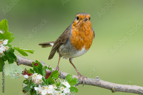 Bird in wildlife