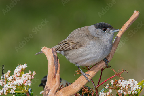Bird in wildlife