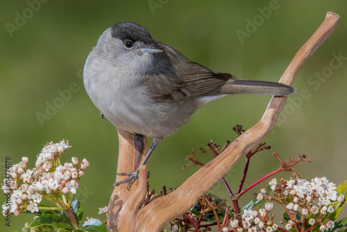 Bird in wildlife