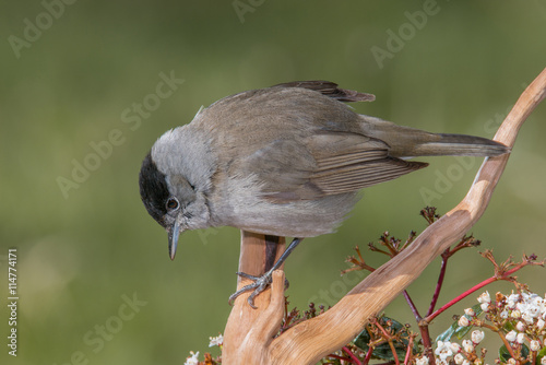 Bird in wildlife