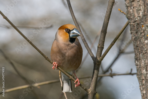 Bird in wildlife