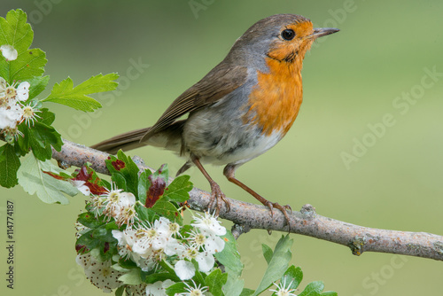 Bird in wildlife