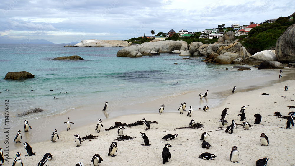 Fototapeta premium Pinguine in Südafrika/Kolonie von Südafrikanischen Brillenpinguinen am Boulder’s Beach in Simon’s Town an der False Bay, Pinguine am Strand und im Meer auf der Kap-Halbinsel