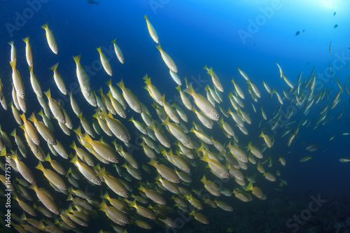 School of fish underwater in ocean photo