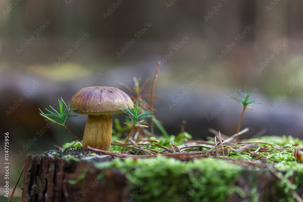 Fototapeta premium ein Steinpilz im Wald auf einem alten Baumstamm