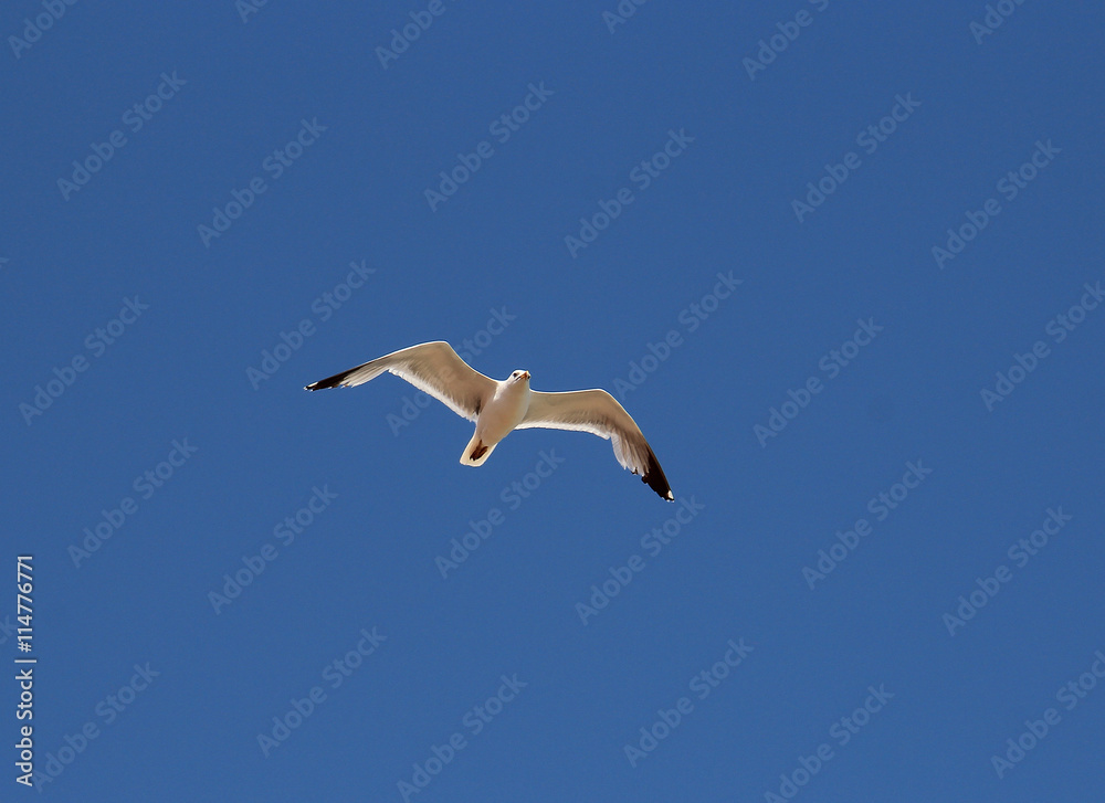 Obraz premium sea gull