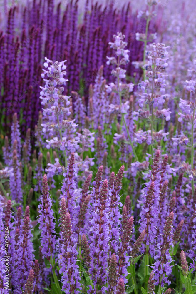Obraz premium Verschiedene Sorten Lavendel - Lavandula angustifolia
