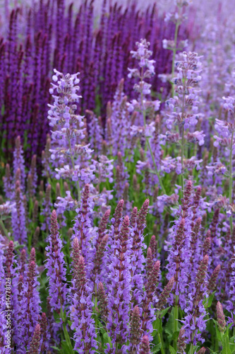 Verschiedene Sorten Lavendel - Lavandula angustifolia