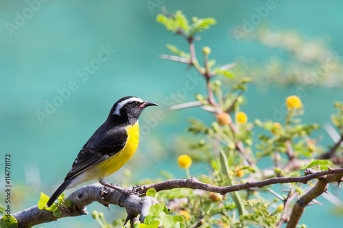 Zuckervogel (Coerebidae) - Curacao 