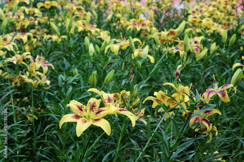 Fototapeta Naklejka Na Ścianę i Meble -  Lilium Pieton 3