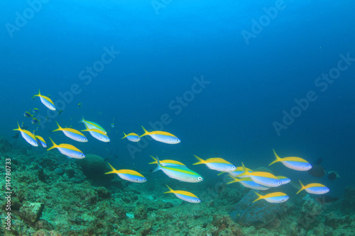 Fusilier fish on underwater coral reef