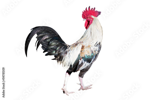 White and black chicken bantam ,Rooster look back isolated on white (Die cutting)