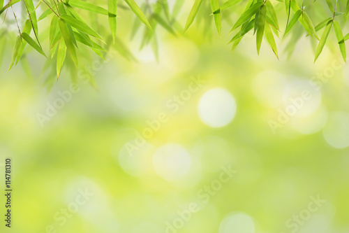 Bamboo leaf and soft green bokeh background